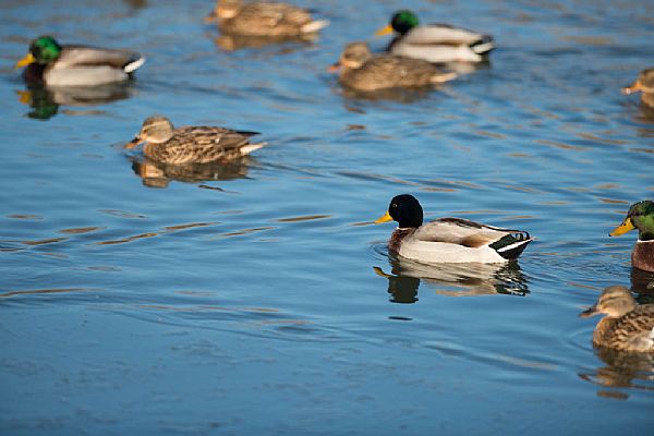iUser_10\webG_Portfolio\Marano Lagunare\001.jpg